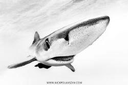 Blue Shark coming in for a closer inspection in-between c... by Nick Polanszky 